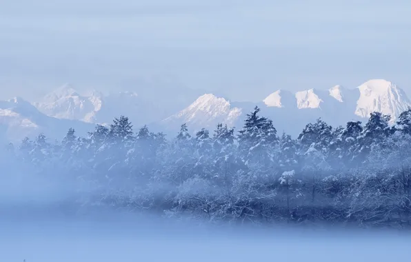 Winter, forest, mountains, nature, fog