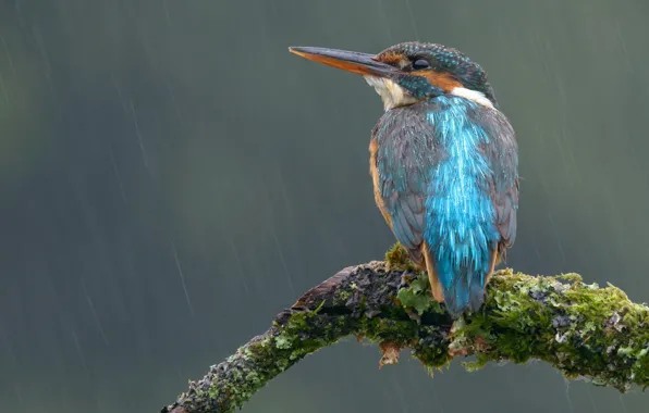 Look, drops, wet, grey, background, rain, bird, moss
