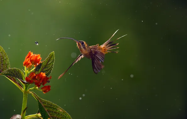 Drops, flowers, rain, bird, Hummingbird, bokeh, Long-billed Hermit