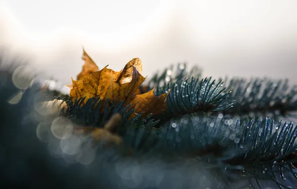 Autumn, leaves, nature