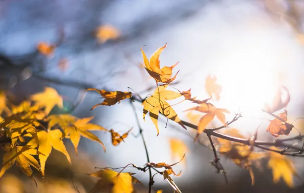 Picture autumn, leaves, the sun, macro, light, branches, yellow, glare