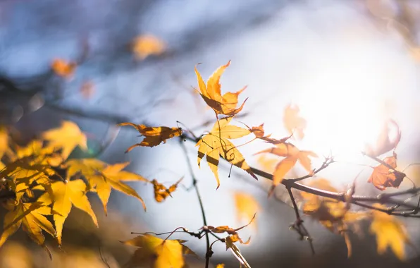 Autumn, leaves, the sun, macro, light, glare, yellow, foliage