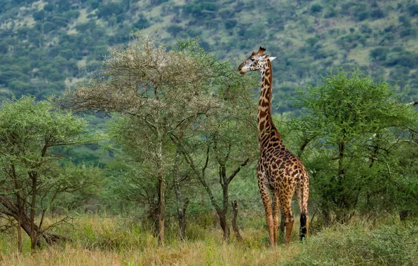 Picture nature, Africa, giraffe