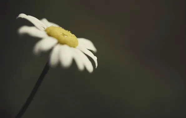 Flower, macro, flowers, background, widescreen, Wallpaper, blur, Daisy