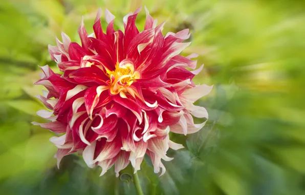 Picture macro, petals, dahlias
