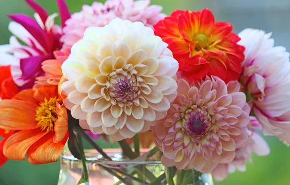 Bouquet, vase, dahlias