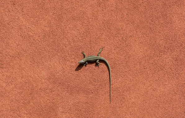 Background, wall, lizard