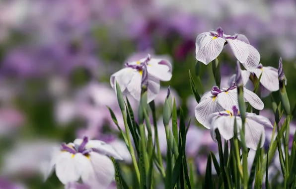 Picture petals, irises, bokeh