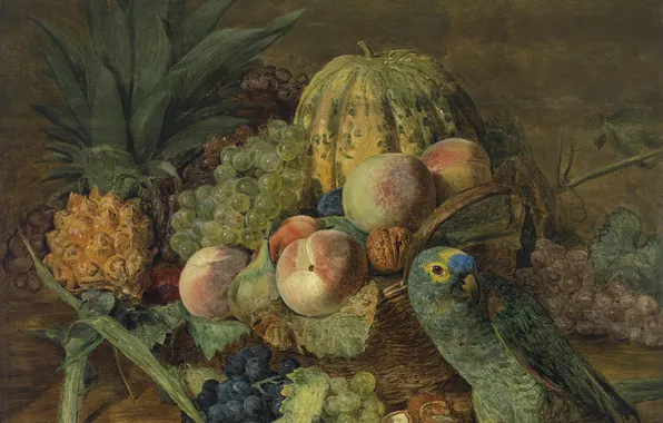 Bird, picture, parrot, pumpkin, fruit, pineapple, nuts, still life