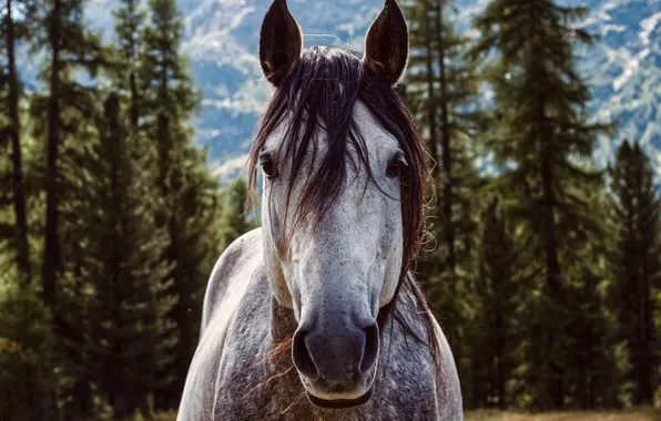 Forest, look, face, grey, horse, horse, portrait, ate