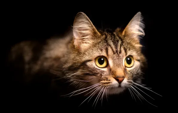 Cat, cat, look, portrait, black background