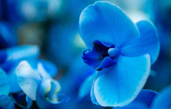 Picture blue, blur, Orchid, bokeh