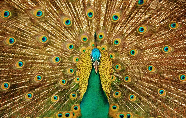 Picture look, bird, patterns, beak, tail, peacock, beautiful