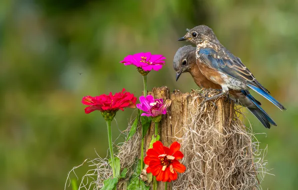 Flowers, birds, stump, zinnia