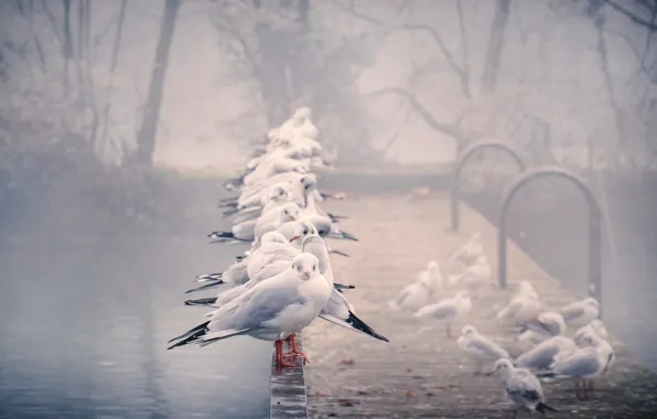 Birds, fog, seagulls, railings