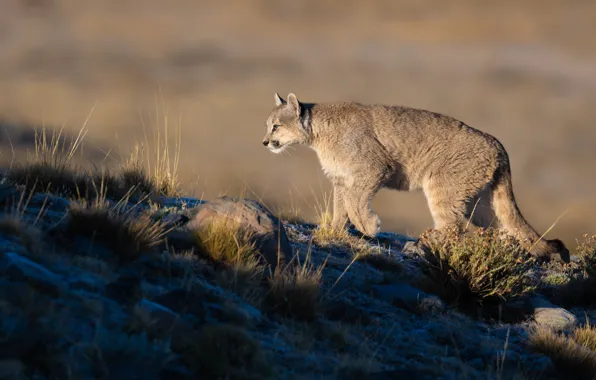 Picture predator, wild cat, Puma, Cougar, Mountain lion