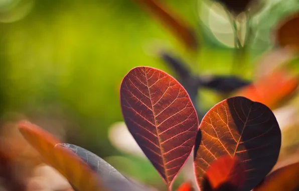 Leaves, color, macro, nature, photo, background, Wallpaper, bright