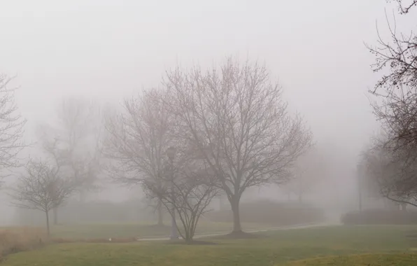 Trees, Fog, track, trees, fog, path