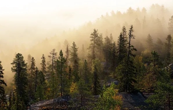 Picture forest, fog, morning