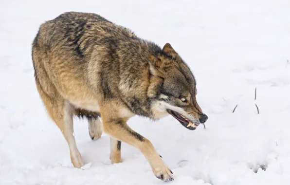 Snow, wolf, grin, ©Tambako The Jaguar