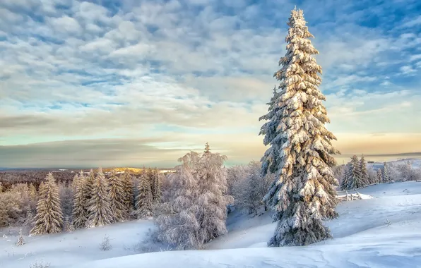 Winter, snow, landscape