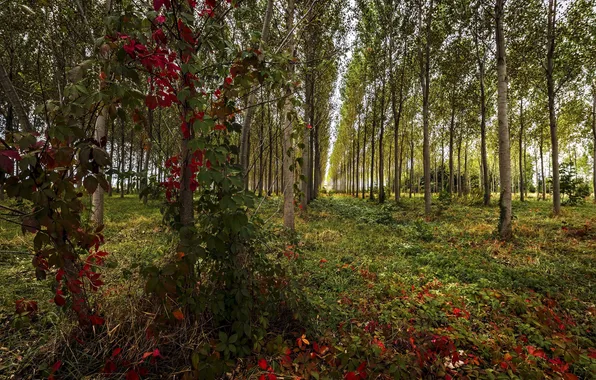 Summer, trees, nature