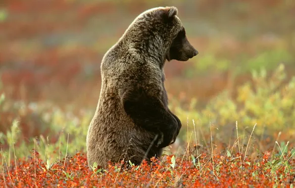 Picture BACKGROUND, NATURE, GRASS, BEAR, PAWS, STANDING