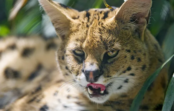 Picture language, cat, look, Serval, ©Tambako The Jaguar