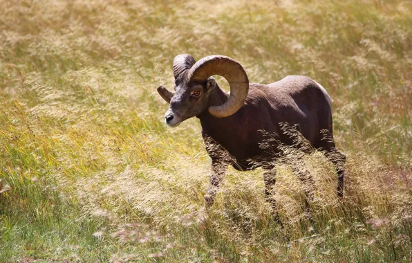 Field, grass, horns, walk, RAM, wild