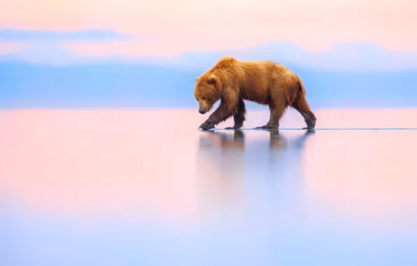 Picture bear, Alaska, Alaska, brown bear, Lake Clark