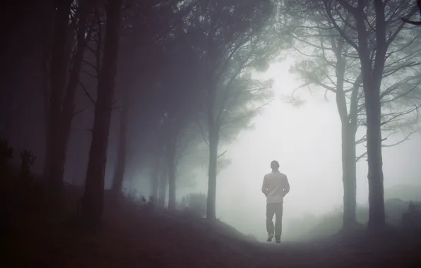 Autumn, forest, trees, branches, nature, fog, Park, the way