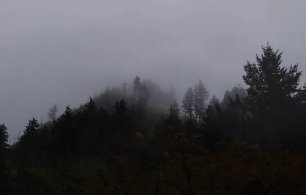 Picture forest, the sky, trees, fog, Oregon, USA, Columbia River Gorge