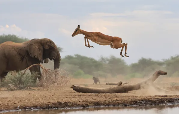 Jump, beauty, impala, elephant, majesty, Aepyceros melampus