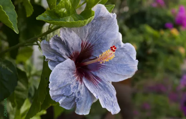 Macro, blue, exotic, hibiscus