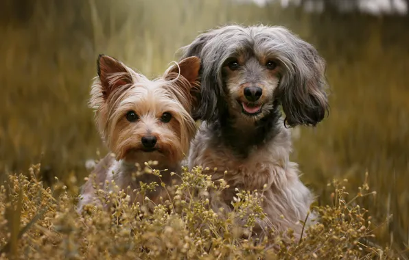 Language, dogs, look, flowers, nature, together, dog, face
