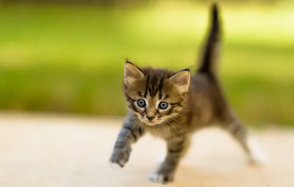 Cat, summer, grass, look, nature, pose, kitty, grey