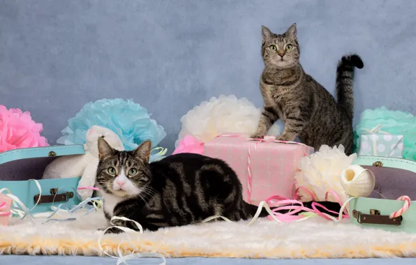 Cat, cat, cats, flowers, tape, holiday, pair, gifts