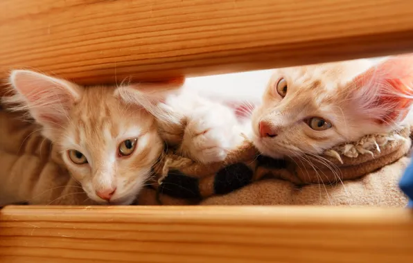 Cats, Board, kittens, plaid, red, two kittens