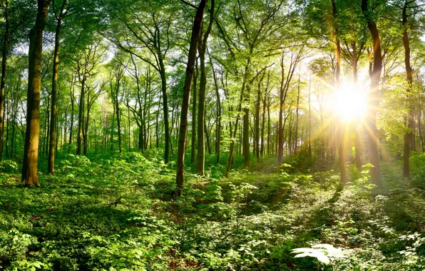 Greens, forest, the sun, trees, branches, thickets, panorama, the bushes
