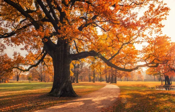 Picture road, autumn, trees, Park, branch, foliage, the colors of autumn, spreading