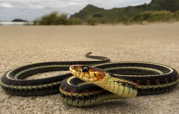 Sand, eyes, look, landscape, mountains, hills, shore, snake