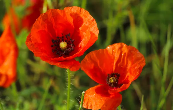 Red, flower, poppy