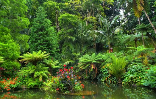 Picture forest, trees, flowers, nature, tropics, palm trees, plants, jungle