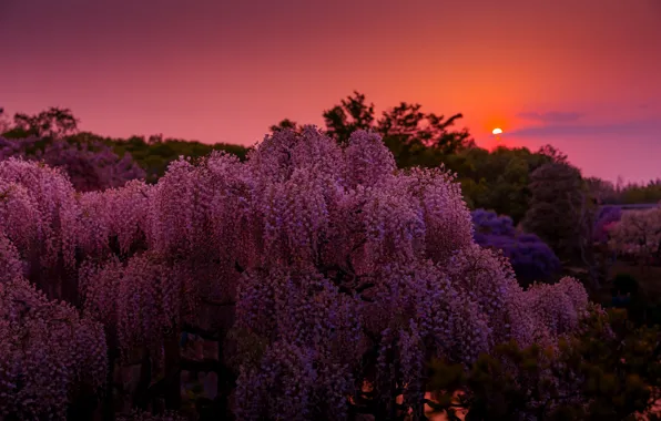 The sun, flowers, nature, heat, the evening, Wisteria, Wisteria