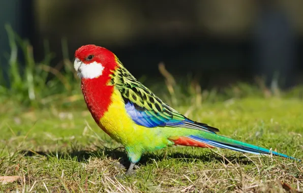 Picture bird, parrot, Rosella