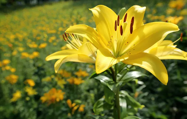 Flower, the sun, flowers, Lily, yellow, bokeh, closeup