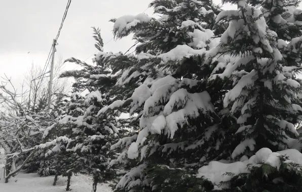 Picture Winter, Trees, Frost, Winter, Frost, Snow, Trees