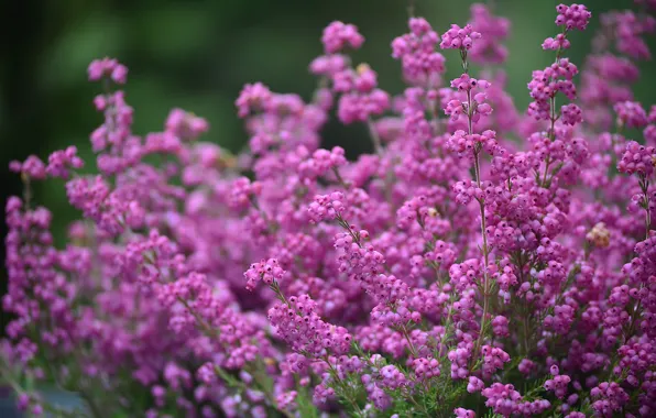 Wallpaper flowers, bokeh, buds, pink, Heather, the bushes, sprig
