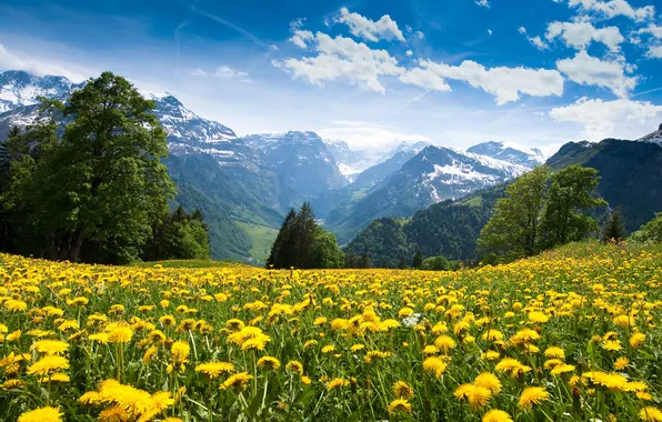 Picture forest, trees, flowers, mountains, glade, meadow, gorge, dandelions