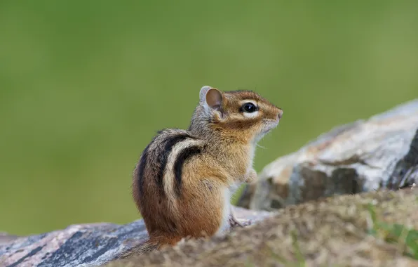 Picture stones, background, Chipmunk, rodent
